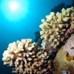 A Fearful Attempt at Scuba Diving